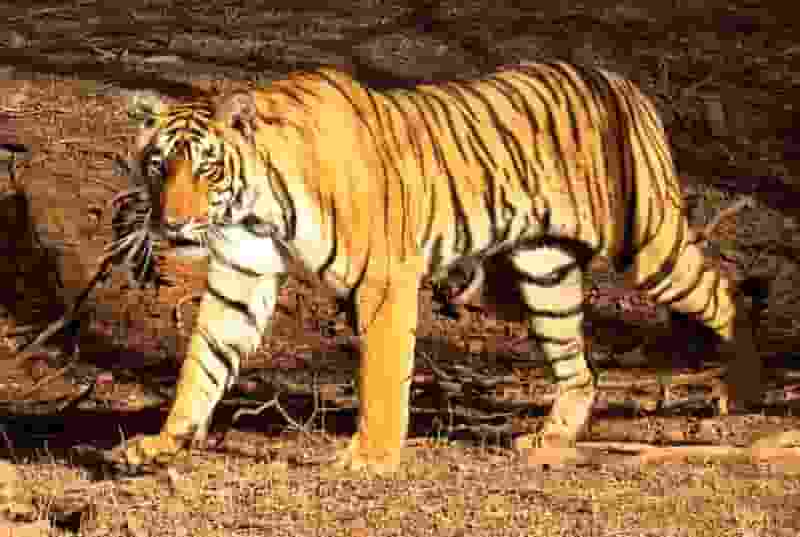 बांग्लादेश का राष्ट्रीय पशु रॉयल बंगाल टाइगर