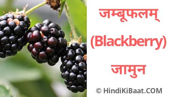 Blackberry in Sanskrit. जामुन का संस्कृत में नाम