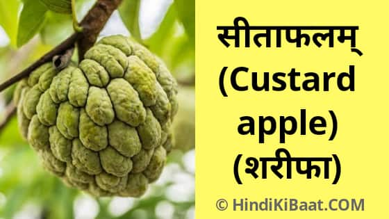 Custard Apple in Sanskrit. शरीफा का संस्कृत में नाम