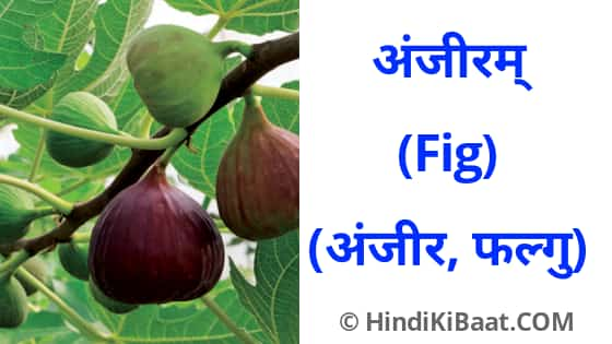 Fig in Sanskrit. अंजीर का संस्कृत में नाम