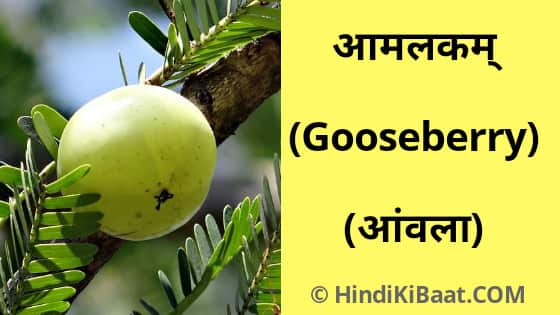 Gooseberry in Sanskrit. आंवल का संस्कृत में नाम