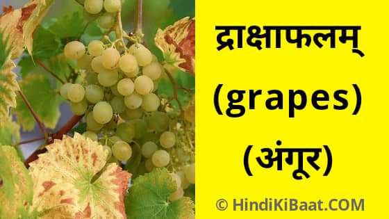 Grapes in Sanskrit. संस्कृत में अंगूर का नाम