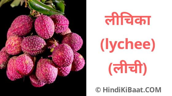 lychee in Sanskrit. संस्कृत में लीची का नाम