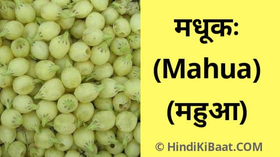 Mahua in Sanskrit. ।महुआ को संस्कृत में नाम