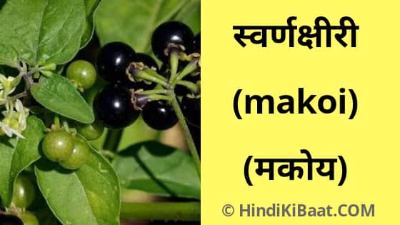 Makoi in Sanskrit. मकोय का संस्कृत में नाम