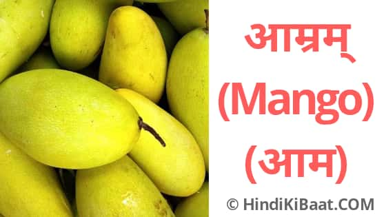 mango in Sanskrit. आम का संस्कृत नाम