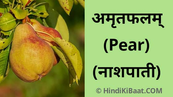 Pear in Sanskrit. नाशपाती का संस्कृत में नाम