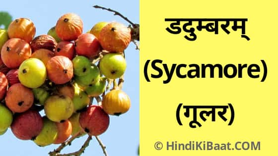 Sycamore in Sanskrit. गूलर का संस्कृत में नाम