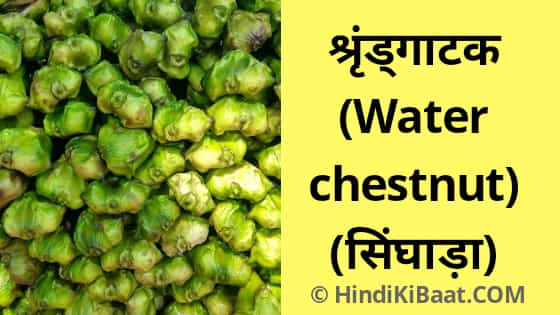 Water chestnut in Hindi. सिंघाडा का संस्कृत में नाम
