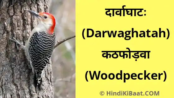 Woodpecker in Sanskrit