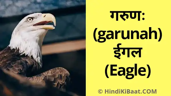 Eagle in Sanskrit