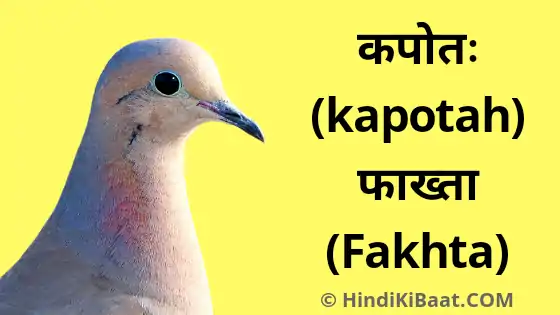 Fakhta in Sanskrit