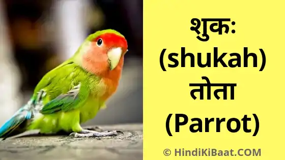 Parrot  in Sanskrit