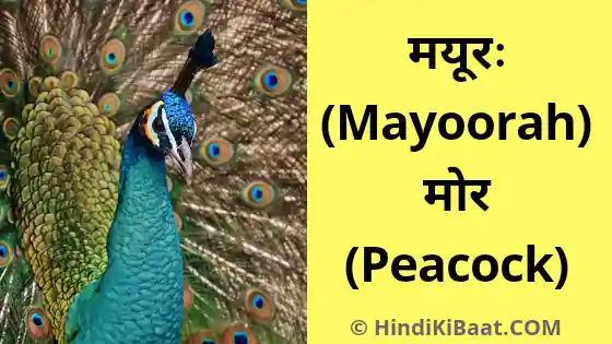 Peacock in Sanskrit