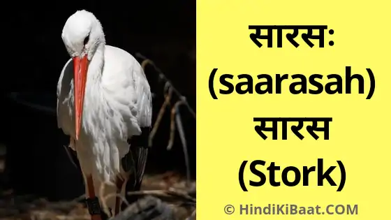 Stork in Sanskrit