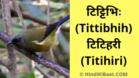 Titihiri in Sanskrit