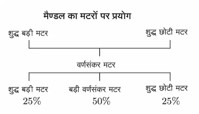 मैण्डल का मटरों पर प्रयोग
